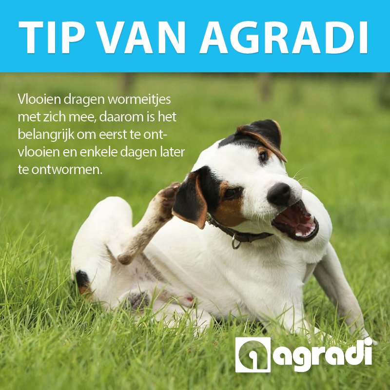 Eerst ontvlooien, daarna ontwormen #vlooien