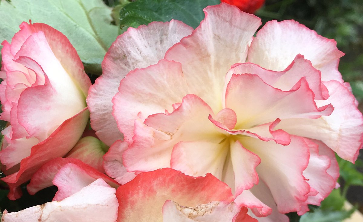 SkylarkArtist's tweet photo. Non-Stop...
#Begonia
#summer #bedding #pots #planters #pithoi #borders #flowers
🌹🌸🌹🌸🌹 https://t.co/7NBj9gRtFM