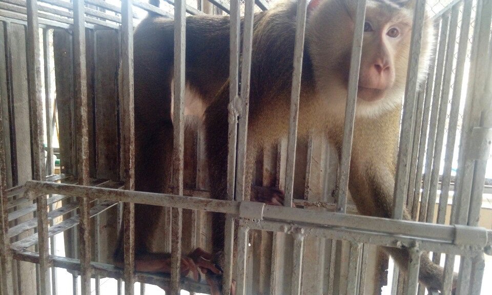 EnvUsa's tweet photo. 2 pig tailed #macaquemonkeys now in rescue center after owner called the ENV hotline. W/thnx 2 #Hanoi FPD &amp; Hanoi #wildlife RC @ Soc Son https://t.co/by9zAlTSUd