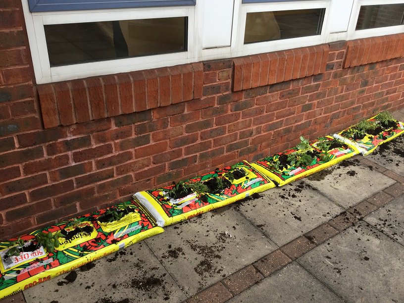 RussetHouseSch's tweet photo. Aqua Class have planted fabulous Pizza Garden Grow Bags ready for Bread Week at the end of May @Warburtons @wrightsflour @EnfieldCatering https://t.co/lrksDCNML6