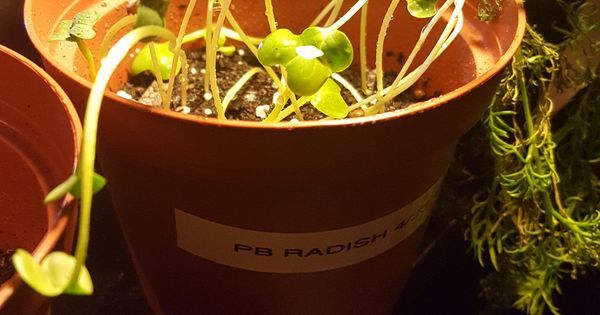 cookingscarlet's tweet photo. Are my radish seedlings too tall? Every time I see a picture of radish seedlings they're short. #gardening #garden #gardens #DIY #landscapi… https://t.co/T67NFxIo8K