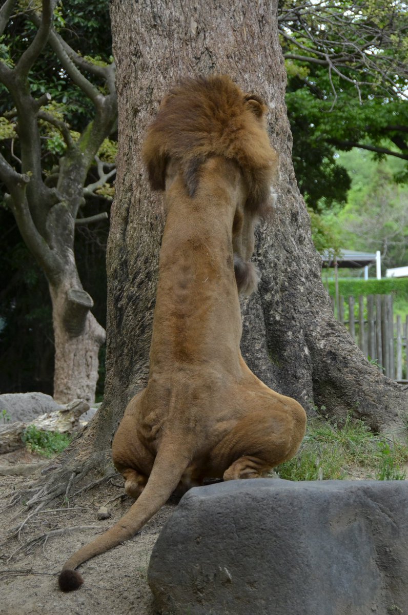 きむねぇ 17 05 04 立ち上がってガリガリ爪研ぎ なみ次郎かな 愛媛県立とべ動物園 ライオン