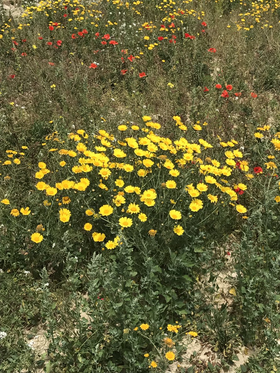alleywhelan's tweet photo. A few days ago I was walking in Dwerja, now back at work in the UK missing #Gozo #Malta #Dwerja @VisitGozo @gozoimages https://t.co/xlFDQFwrgt