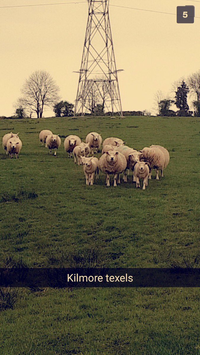 Kilmore Texels⚠️