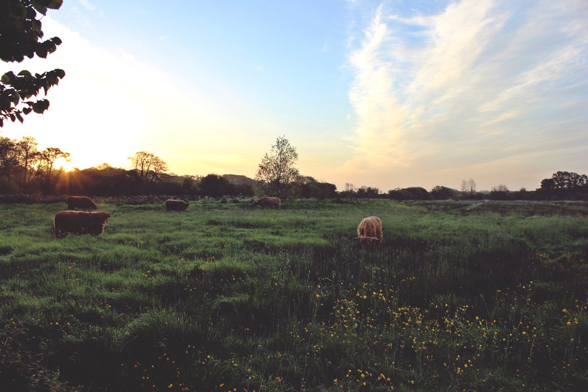 arcteam's tweet photo. Unforgettable opportunities to experience #IsleofWight #DawnChorus in #IsleWalk17! Join Arc May 13th #DiscoveryBay: https://t.co/THKOQtYDRr https://t.co/cIshrya5yx