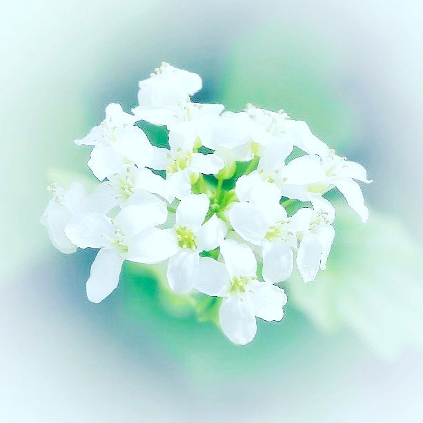 soranocotori's tweet photo. 雑草や山野草の小さな花が目にとまると、帰ってから植物図鑑で調べるのが楽しみになってます。
*
小さな白い花が集まって咲いていたこちらの花は、オオタネツケバナかな?
*
#花 #flower #FS_Light #lovely #… https://t.co/9qvhRCDu7N https://t.co/plc5JJ9bpS