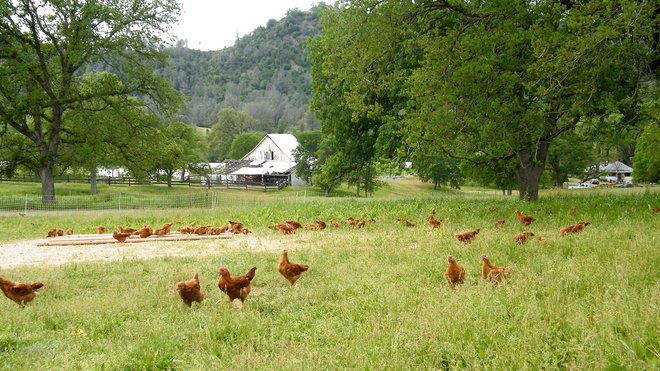 One of the world's most delicious chickens is now available on Amazon. trib.al/P9XHszQ