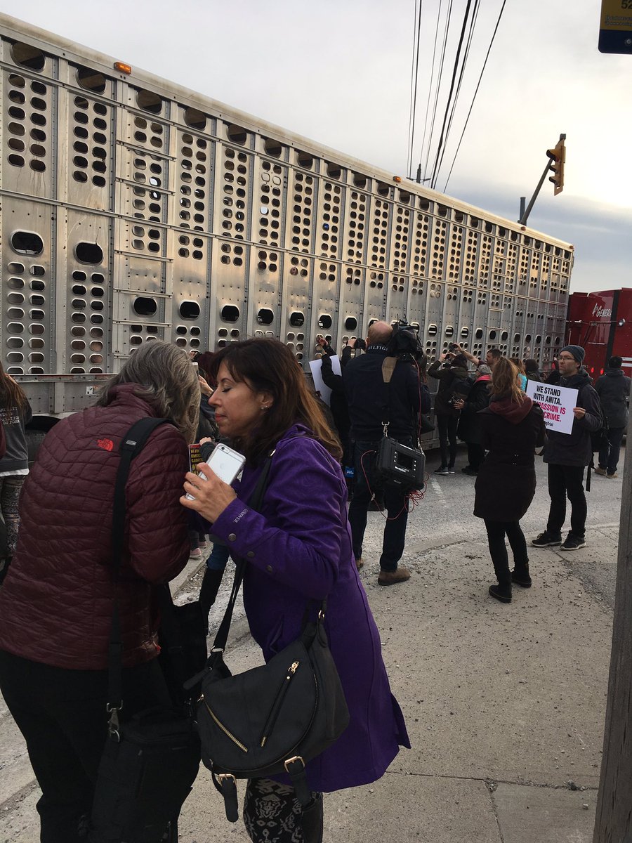 TorontoPigSave's tweet image. Pigs arriving for slaughter #pigtrial