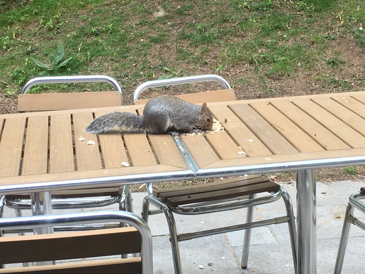 It's back with a squirrel, so sad the we're leaving tomorrow <a href="/CP_UK_Elveden/">CP_UK_elveden</a>