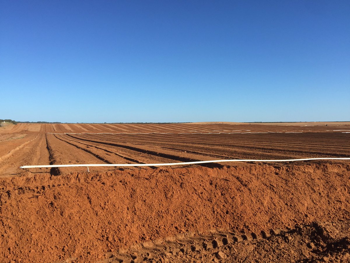 9 months ago a vineyard; 3 months away from being an almond orchard #gofarm #piambielandtrust #almonds #windomal