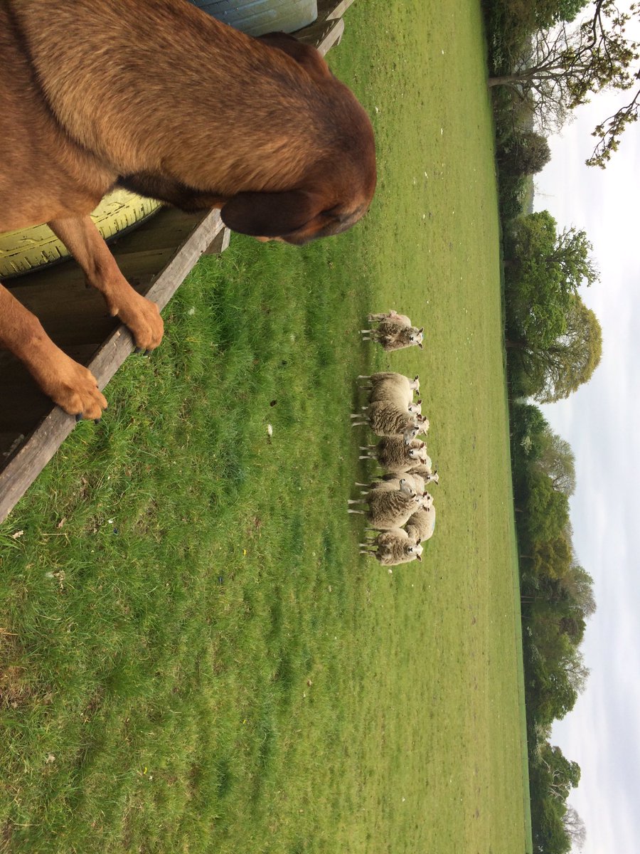 PitStopA12 tweet media