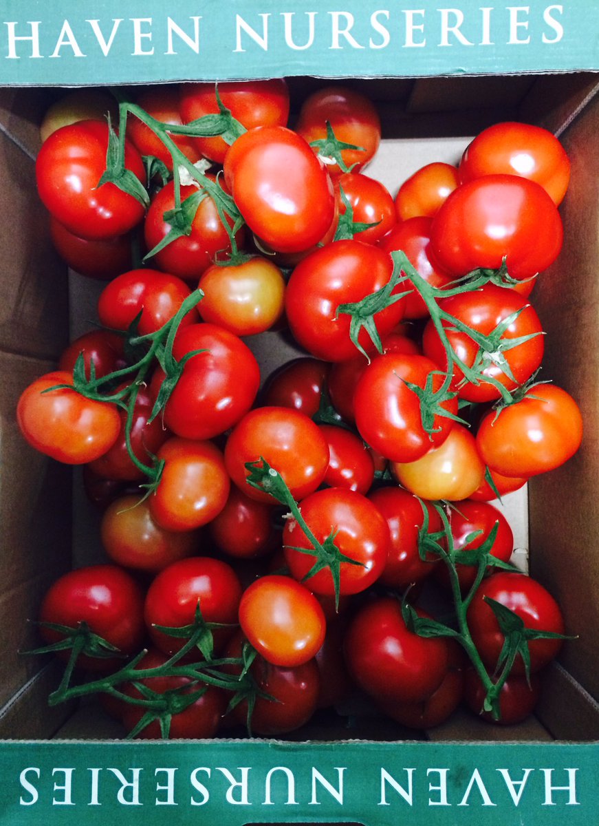 FerryFast_Prod's tweet photo. New Season English Tomatoes #Freshin #Newseason #Indaily @FerryFast_Prod https://t.co/LevNUiqGGs