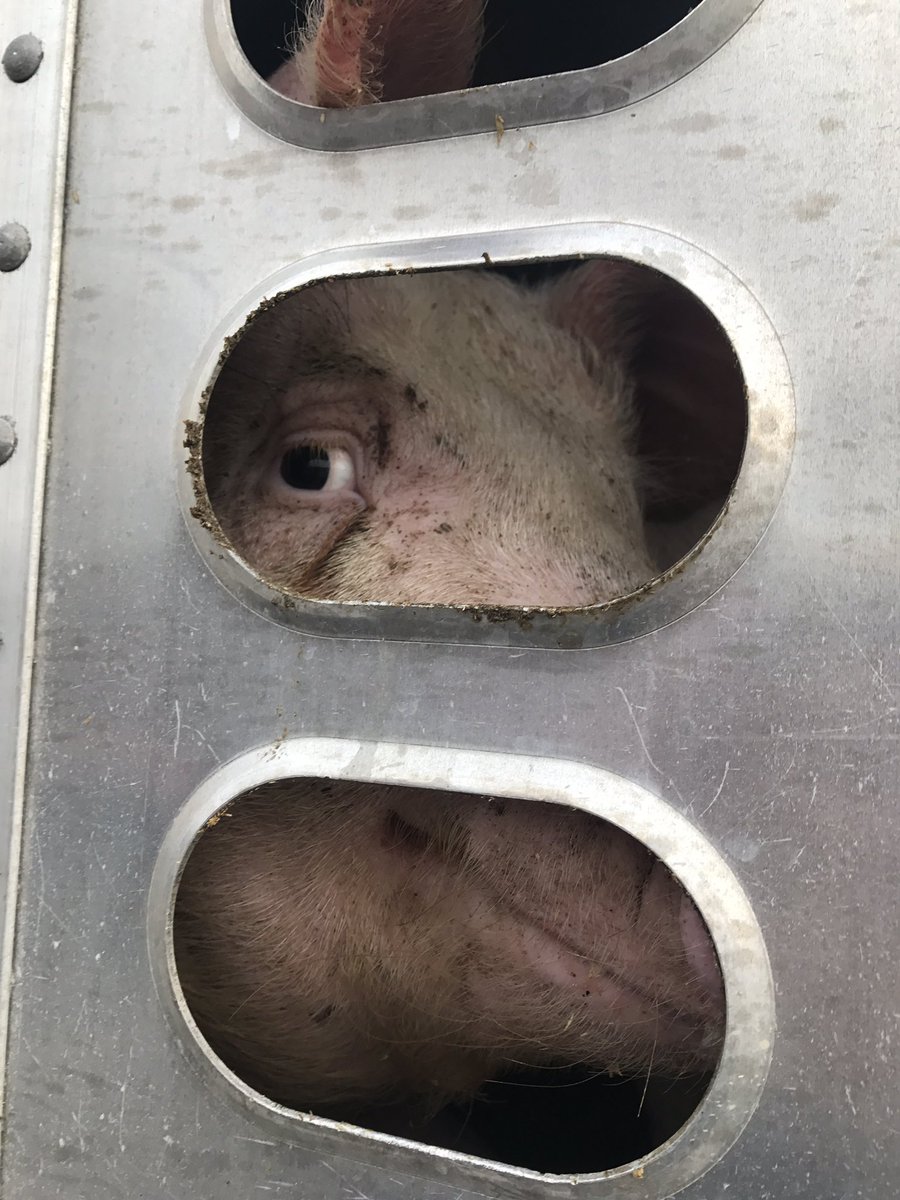 TorontoPigSave's tweet image. Bearing witness to pigs arriving at Fearmans &apos;Pork&apos; right now #pigtrial #CompassionIsNotACrime