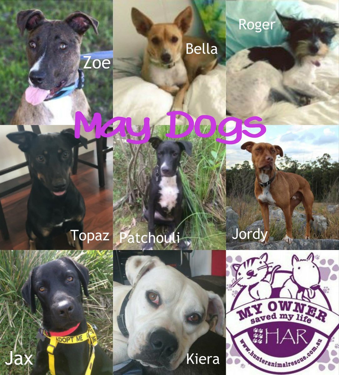 hunteranimals tweet picture