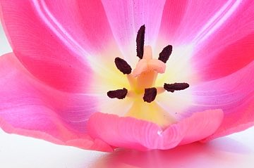 Breaking news: tulpengenoom wordt ontrafeld door samenwerking <a href="/DummenOrangeEU/">Dümmen Orange, EU</a> #tulp #duurzaam #veredeling hobaho.nl