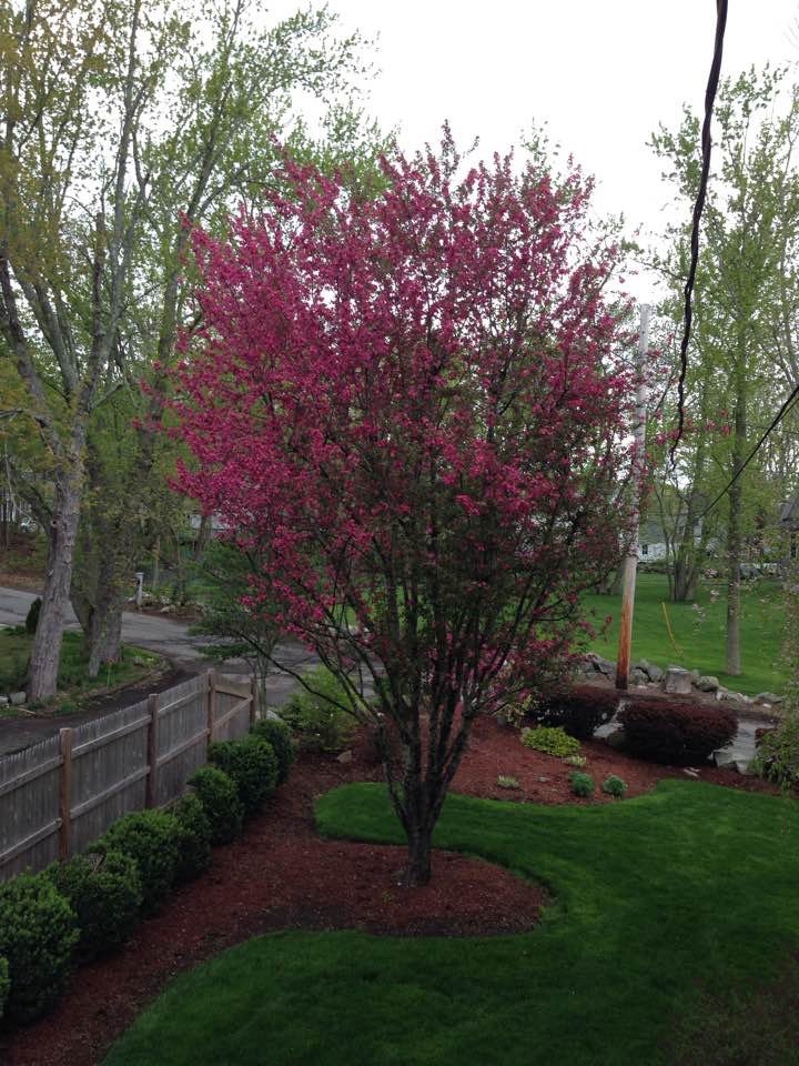 I was taking a picture of my tree, but noticed that my grass looked like velvet. Thanks for your excellent care with my lawn  #happycustomer