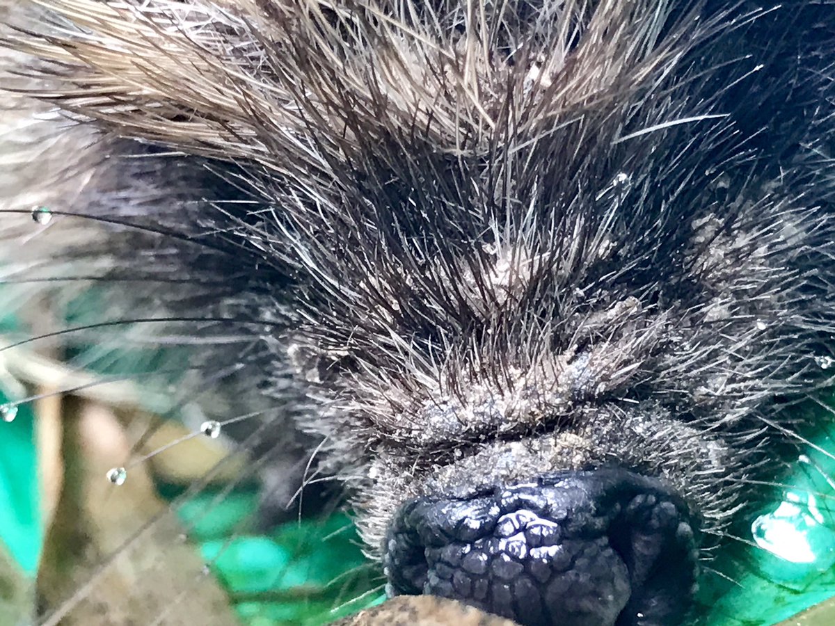 Up close and personal to a hedgehog... not blue , not sonic. Is it real then? #NotSonicTheHedgehog #BackyardVisitors #Hedgehog #Nature