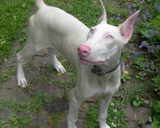 アルビノ メラニズム図鑑 בטוויטר アルビノのドーベルマン 全身が真っ白の犬のドーベルマン 瞳の周りと鼻の部分がピンクを帯びた色をしています 別名 ホワイト ドーベルマン と呼ばれています
