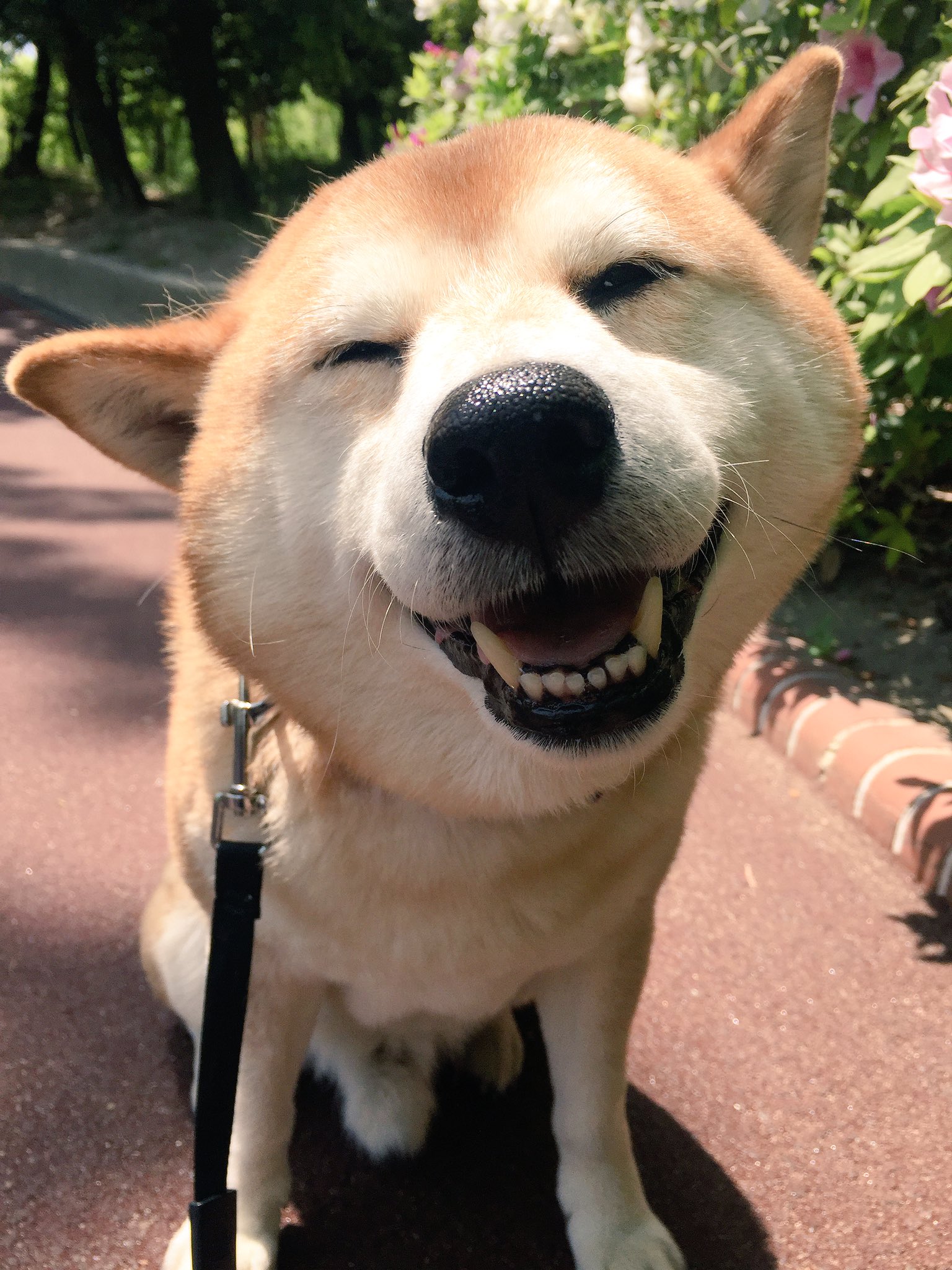 表情豊かな犬w何も知らない時の笑顔と病院に行くとわかった時の違い 話題の画像プラス 表情豊かな犬w何も知らない時の笑顔と病院に行くとわかった時の違い 話題の画像プラス