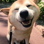 表情豊かな犬ｗ何も知らない時の笑顔と病院に行くとわかった時の違い!