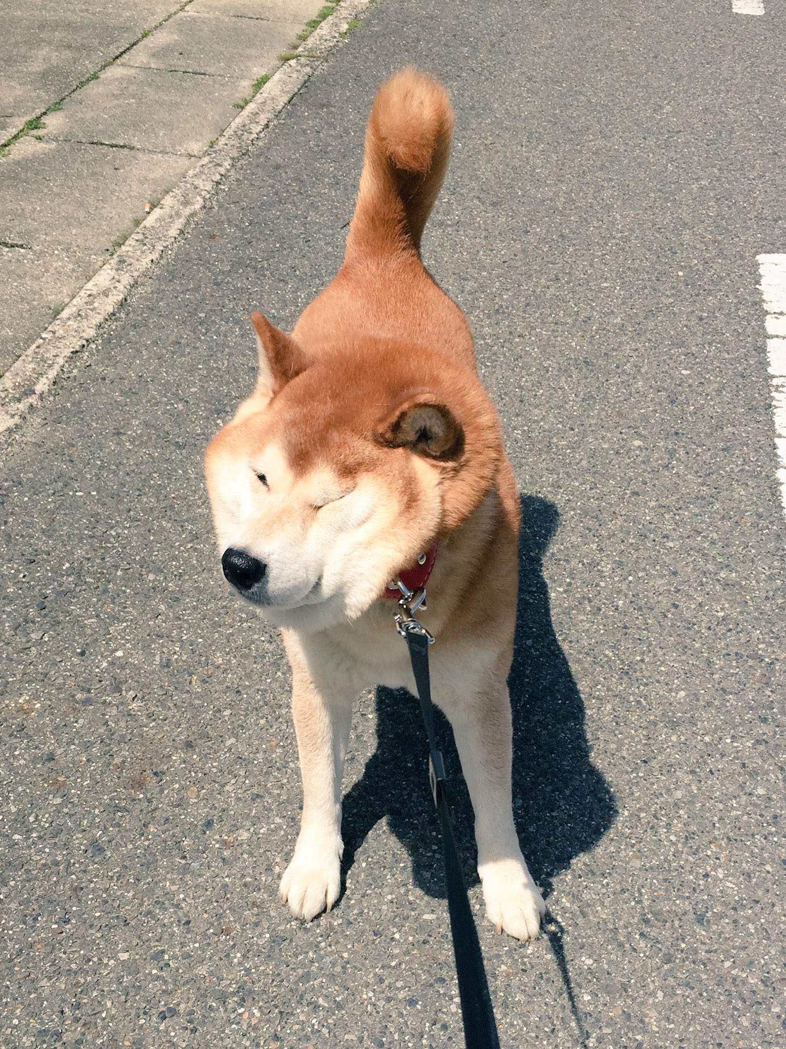 表情豊かな犬w何も知らない時の笑顔と病院に行くとわかった時の違い 話題の画像プラス 表情豊かな犬w何も知らない時の笑顔と病院に行くとわかった時の違い 話題の画像プラス