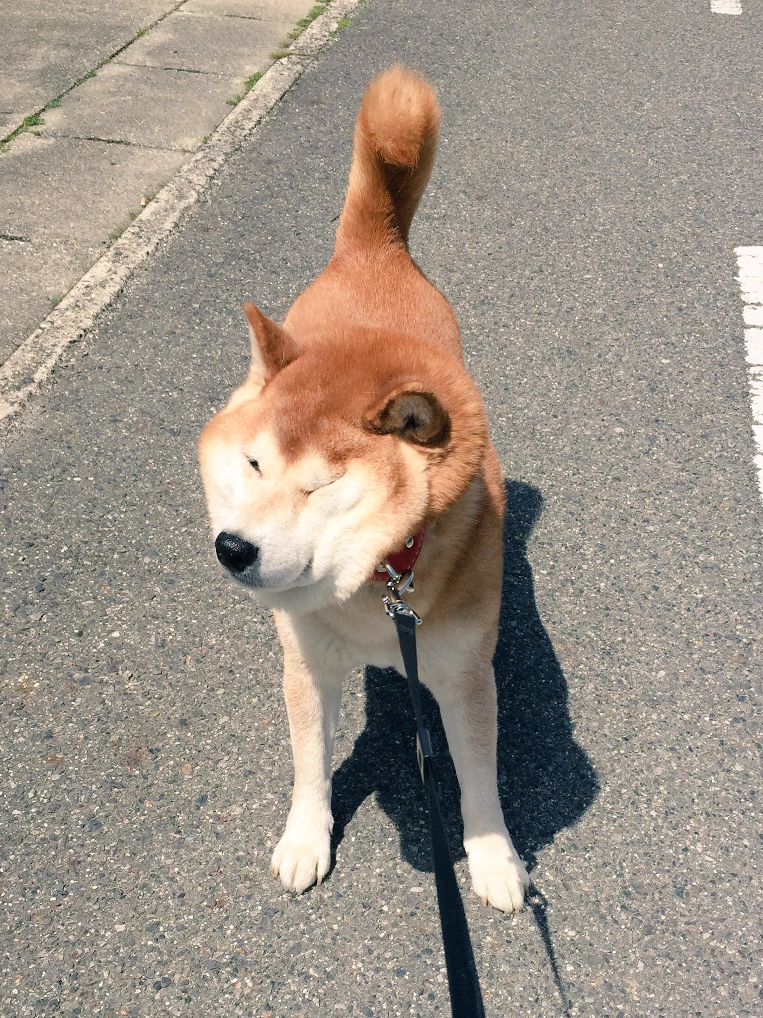 表情豊かな犬ｗ何も知らない時の笑顔と病院に行くとわかった時の違いｗｗｗ