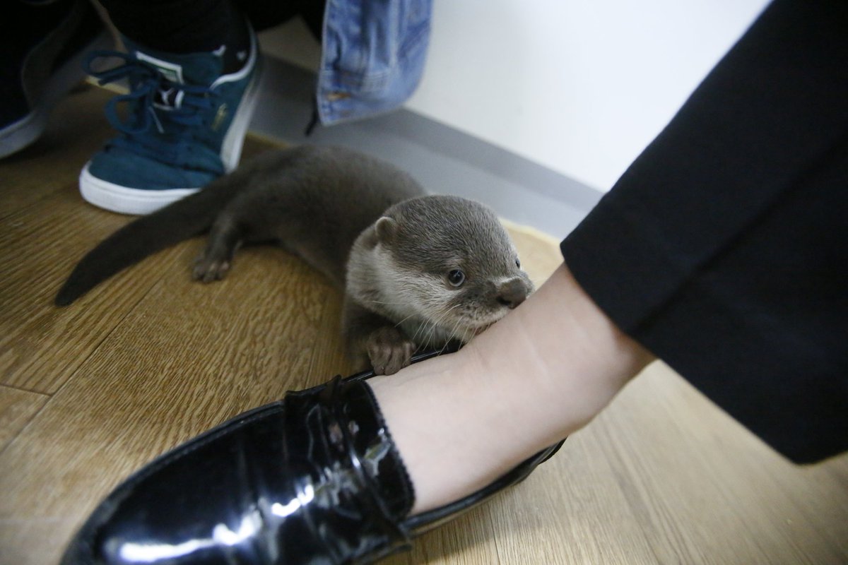 ala_ive_aqua tweet picture