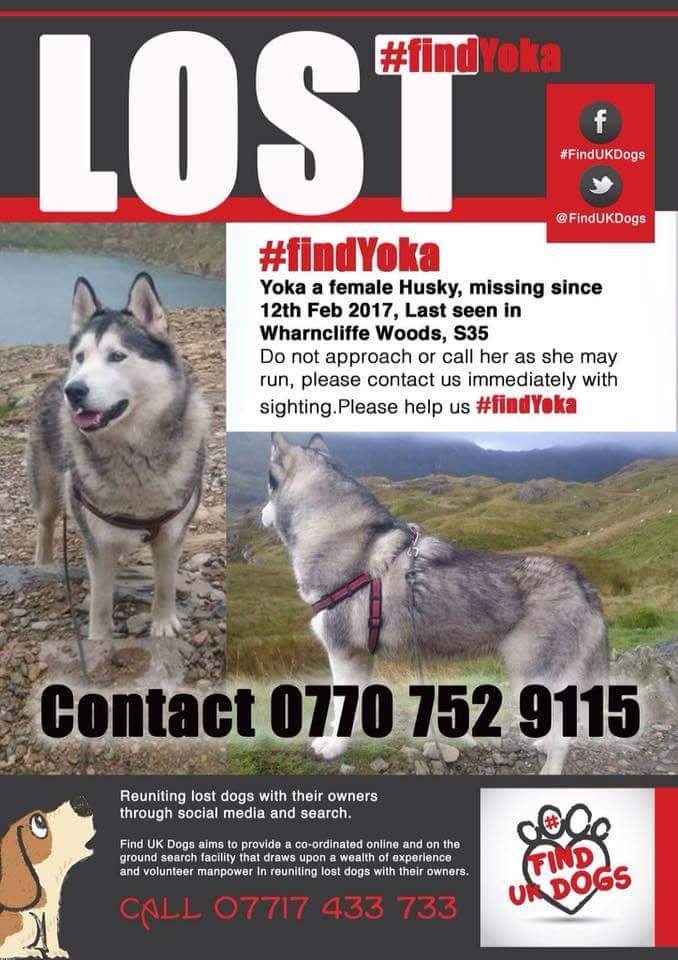Harvey's Army (@harveysarmy1) on Twitter photo Pls RT #Missingdog #Husky #WharncliffeWoods #Sheffield <a href="/NiciPickering/">Nici Pickering</a> <a href="/UWSheffield/">Wendy Godber</a> <a href="/LushSheffield/">Lush Sheffield</a> @missingpetlinks Pls RT #Missingdog #Husky #WharncliffeWoods #Sheffield <a href="/NiciPickering/">Nici Pickering</a> <a href="/UWSheffield/">Wendy Godber</a> <a href="/LushSheffield/">Lush Sheffield</a> @missingpetlinks