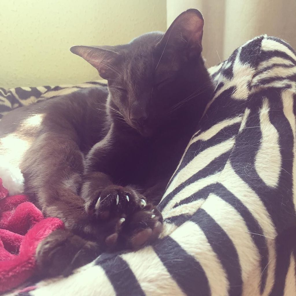 LauraEdin's tweet photo. Sleepy boy #catsofblackhall #catsofinstagram #havanaoriental #catsofscotland #catsofedinburgh https://t.co/pgLpTzramN https://t.co/7iL3MqZ5Sm