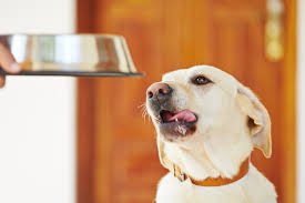pug_mummy's tweet photo. Would you like some Homemade Dog Food Recipes? Click on this link https://t.co/wVbEoccVj1
#dogsoftwitter #dogs #doglife https://t.co/vERyQ5lDCn