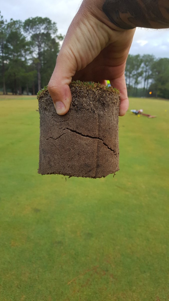 TurfBeard's tweet image. Tifeagle chipping green sprigged 10 months ago! #rootporn #turfnerd #turfbeard #turftattoos