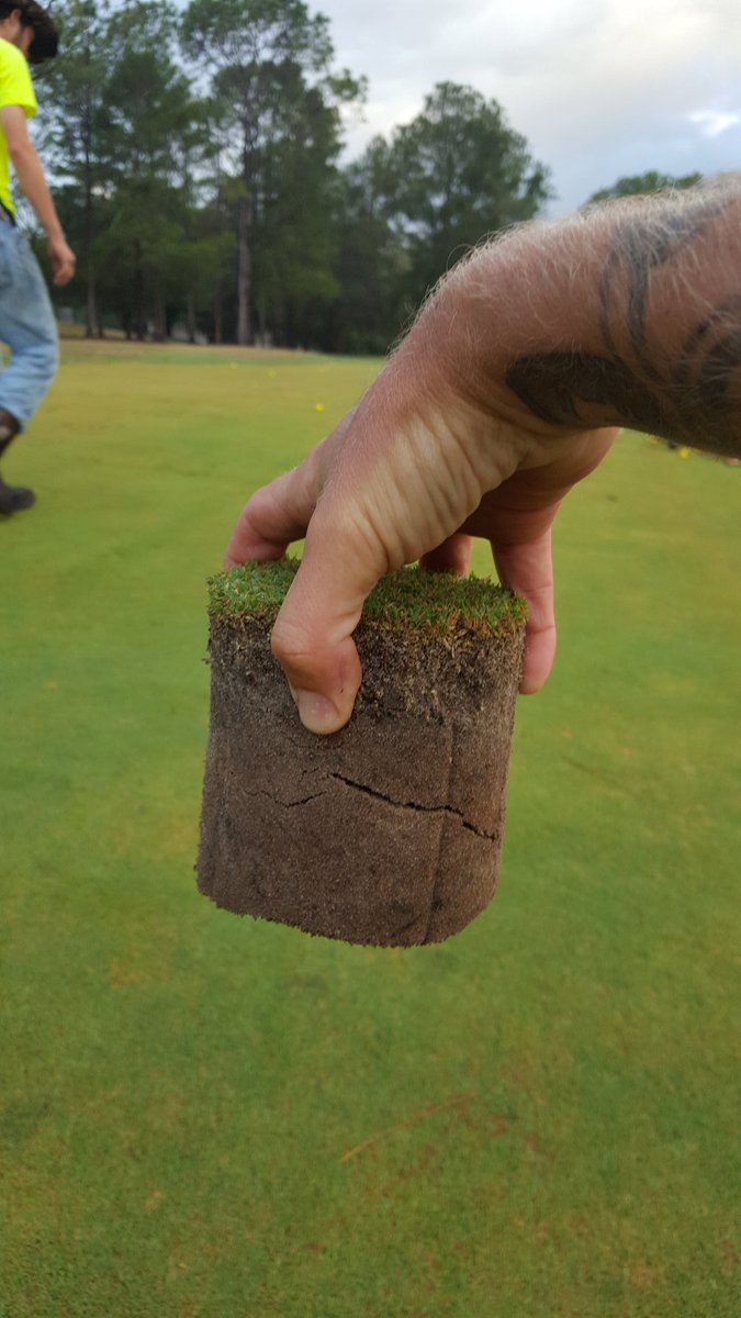 TurfBeard's tweet image. Tifeagle chipping green sprigged 10 months ago! #rootporn #turfnerd #turfbeard #turftattoos