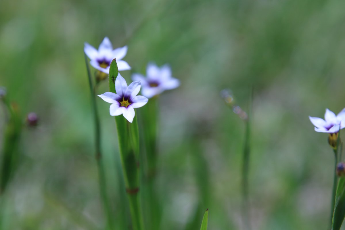 大庭石菖