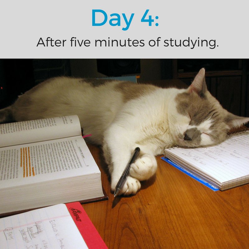 XUCareer's tweet photo. #KittyCountdown to Summer 2017 https://t.co/3PVn6omQtf