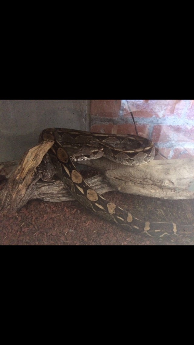 Hello Cape Town. My friend just lost her pet snake in the Observatory area. Good luck🖖🏽