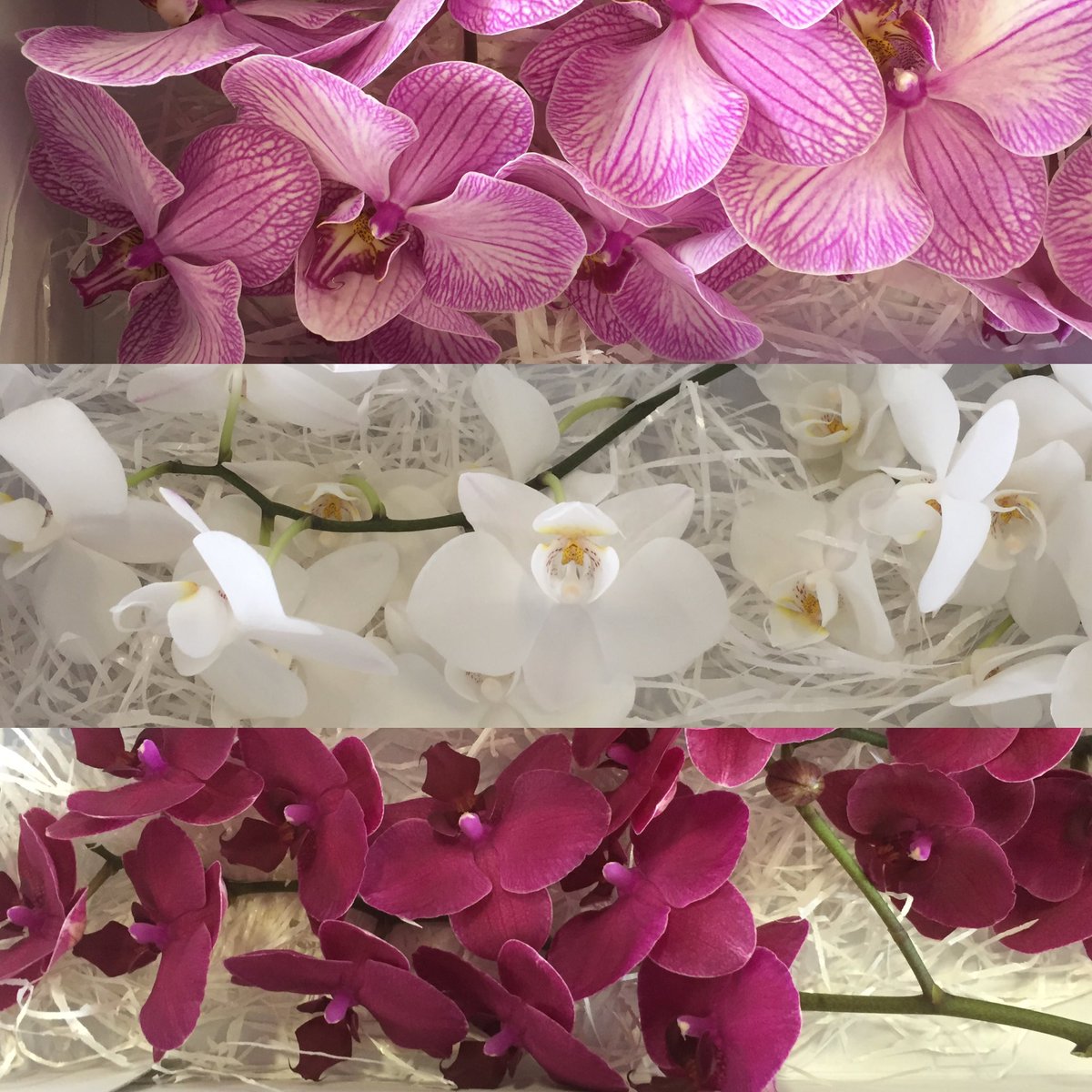 Pulcher2's tweet photo. "Het hart van een moeder is een meesterwerk van de natuur." Moederdagmix #snijphalaenopsis Lovingly made by #Pulcherorchidee https://t.co/6loa8HhVej