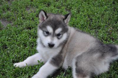 Media Tweets By Titvice At Titvice Twitter