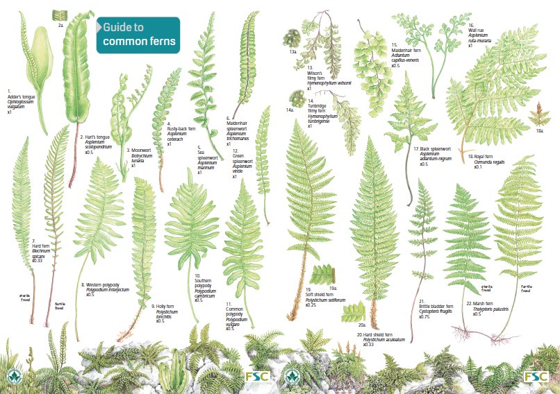 Pond Creatures Identification Chart