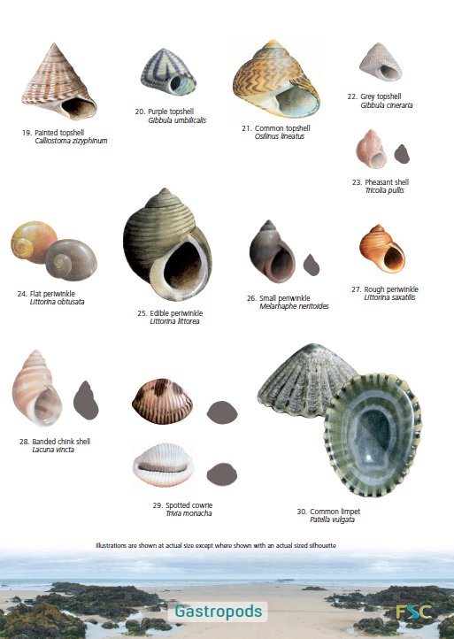 Clam Identification Chart