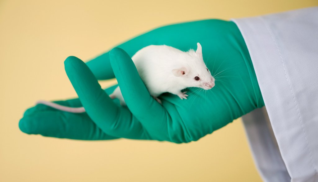 Singularitybook's tweet photo. Using CRISPR against cancer shows success in mice via /r/Futurology https://t.co/bs6qH6WWFP https://t.co/Vl7PvGAiiY