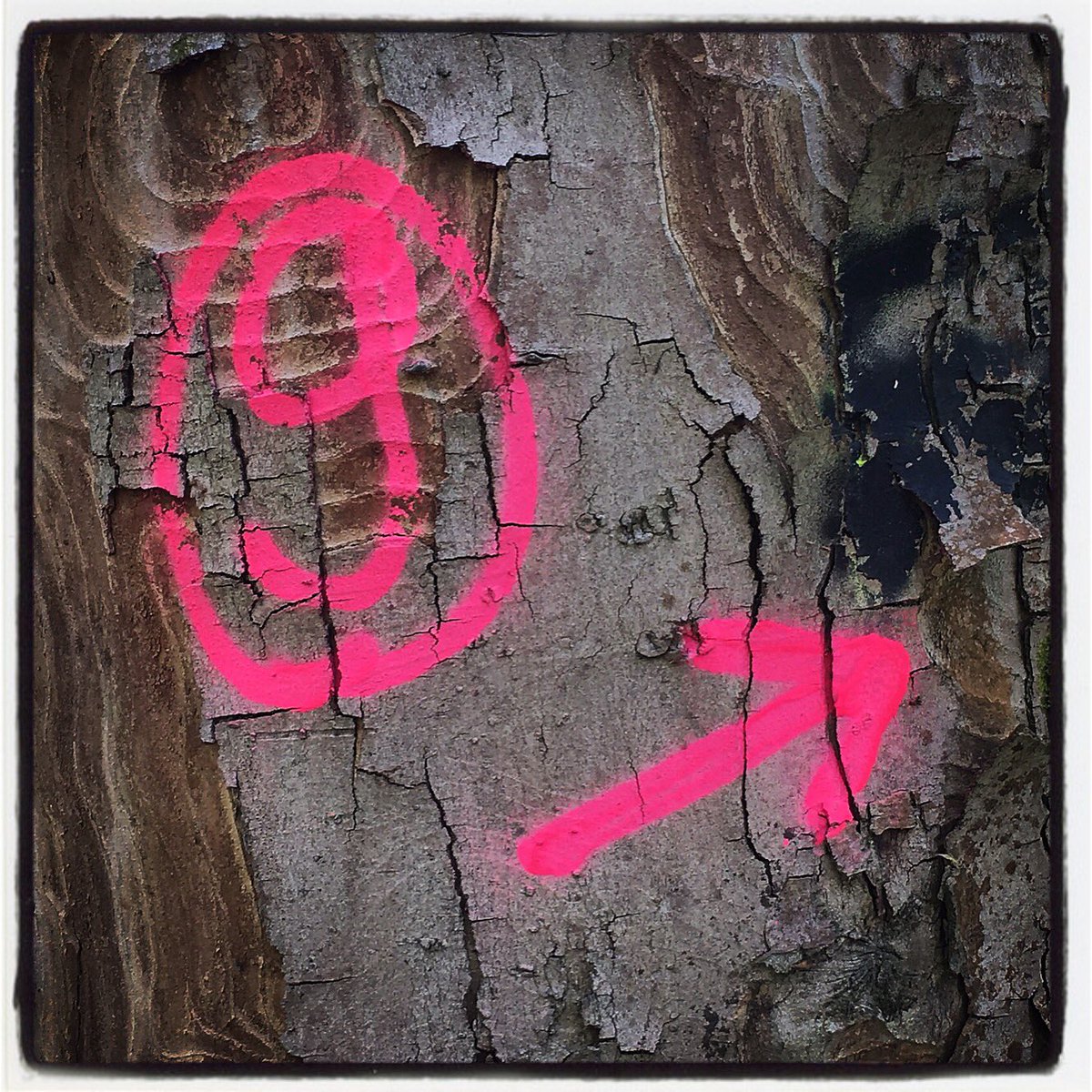 ChrissyvWellean's tweet photo. ... 9 up ... #tree #bark #outdoors #nature #hiking #travel #explore #spraypaint #pink #treegraffiti #forest #forestry #sign https://t.co/WcWF9qxYWi