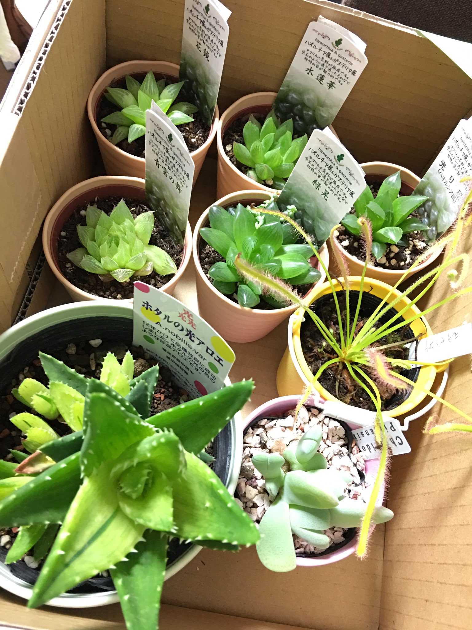 めぽ בטוויטר 本日の戦利品 W ハオルチア 花鏡 水蓮華 光り星 緑晃 青雲の舞 アロエ ホタルの光アロエ モウセンゴケ 神風玉 Cheiridopsispillansii T Co 3xcvlawy2l טוויטר