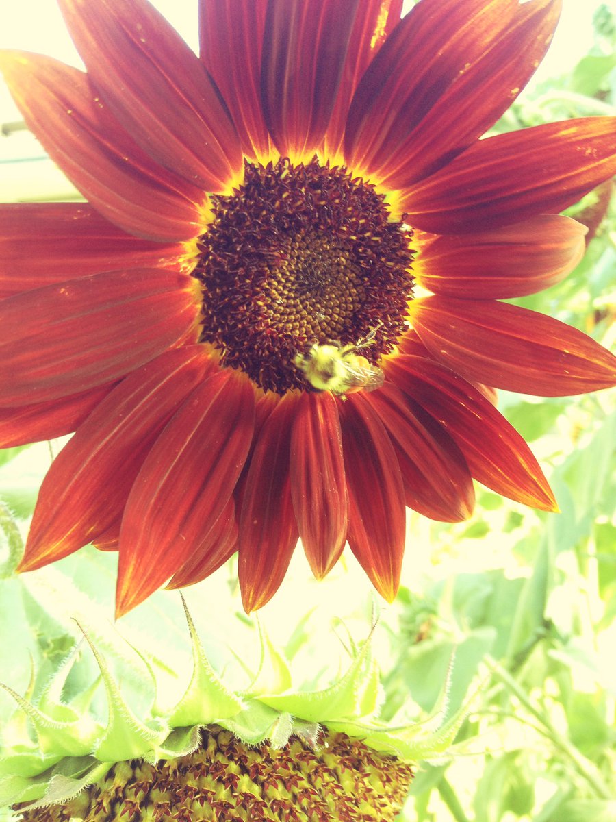 _donorly's tweet photo. Our job is to keep nonprofits in bloom. Please come say hi @ #afpfc #booth350 & #bedonorly @AFPIHQ #flowerpower https://t.co/w2ENQqVB1y