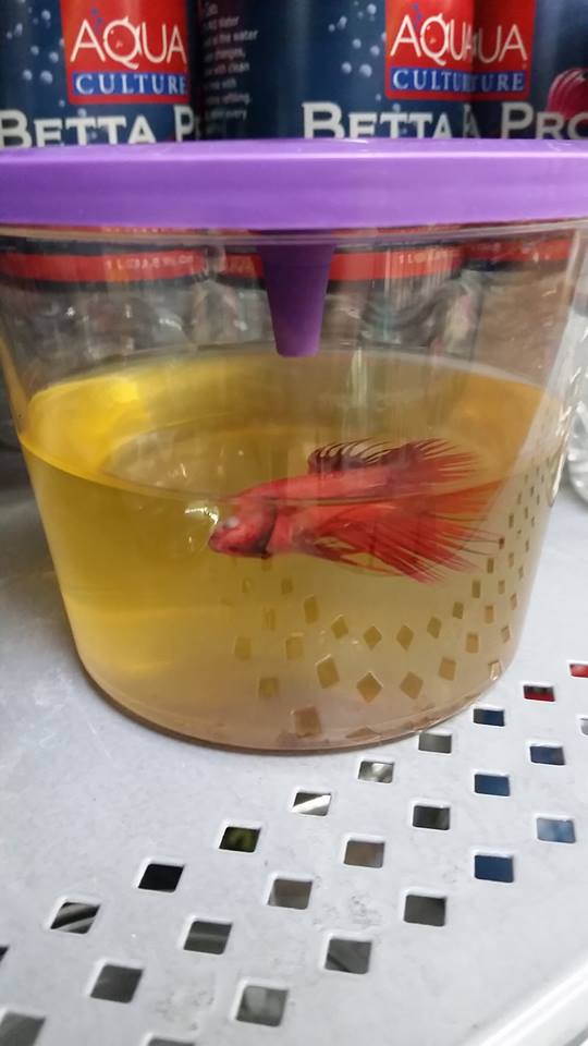 OfficialFWFC's tweet image. Stop the sale of fish, @Walmart. Pathetic. #FightWalmartFishCruelty