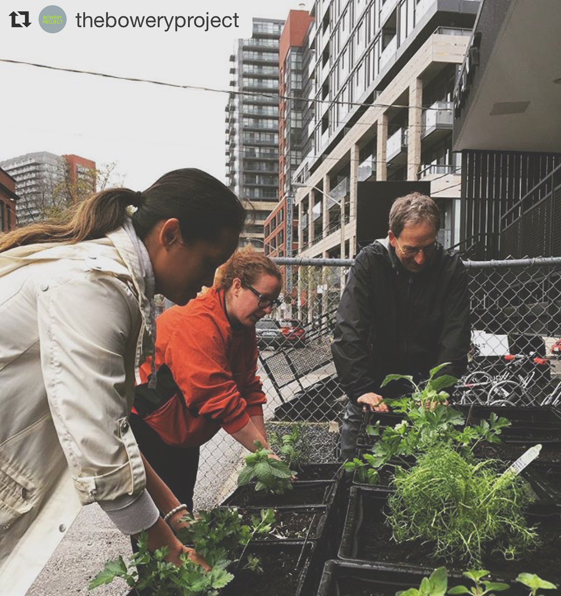 The Plant Queen West (@theplantto) on Twitter photo āThe cold loving plants are in at #ThePlantQW thanks to the Windmill crew growing food on their site in transitionā Thanks <a href="/boweryprojectTO/">boweryproject</a>! āThe cold loving plants are in at #ThePlantQW thanks to the Windmill crew growing food on their site in transitionā Thanks <a href="/boweryprojectTO/">boweryproject</a>!