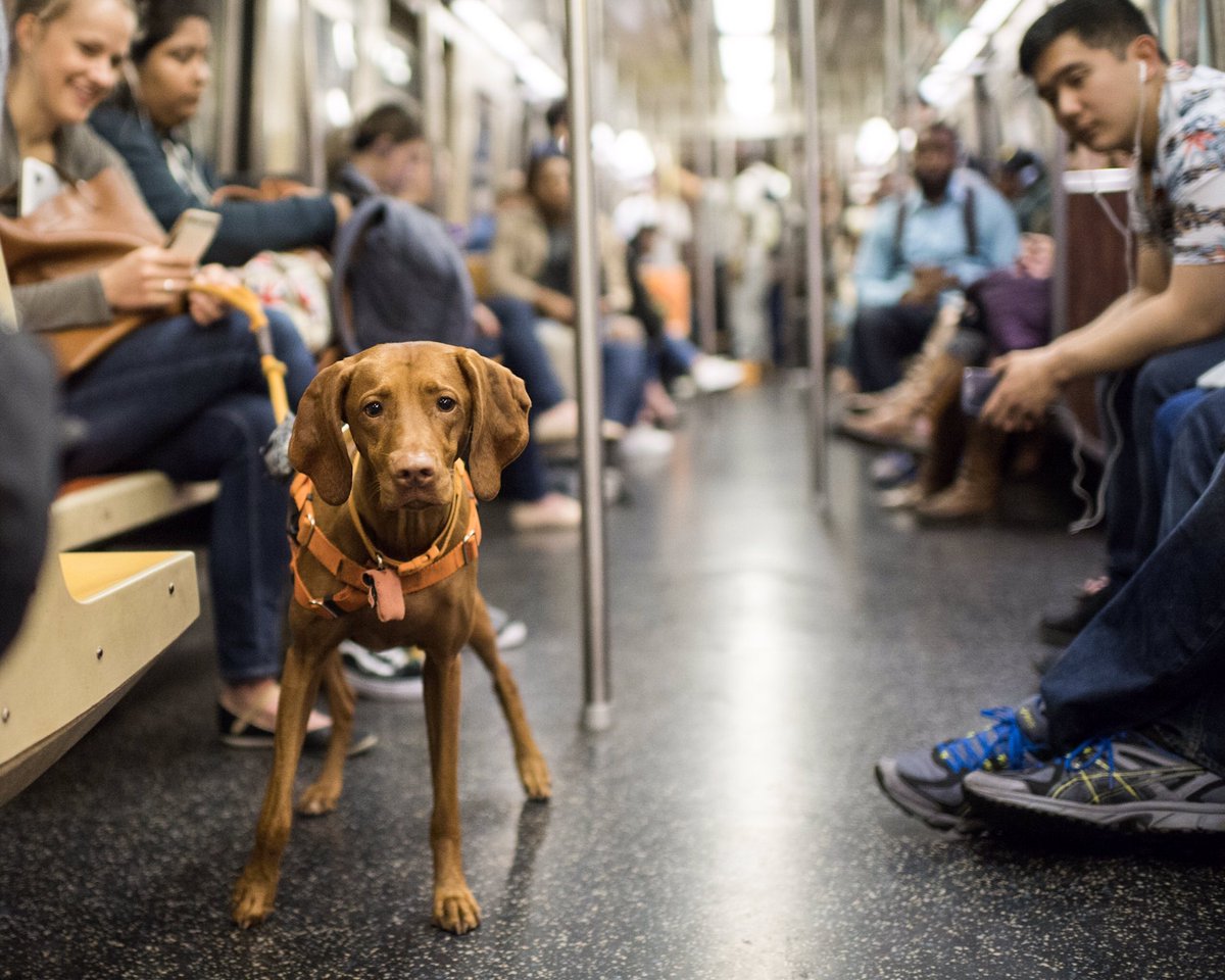 dogs on public transport