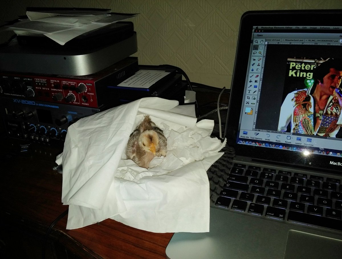 PeterKasElvis's tweet image. Chick's helping me with Photoshop in the office today 🐤📷😊