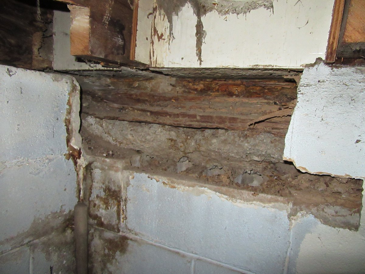 Tignum Design On Twitter Today S Job Site Termite And Rot