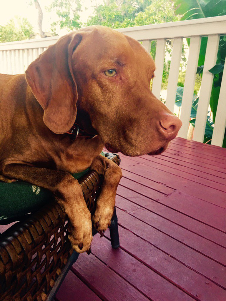 ChelSolutions's tweet image. Can't take enough photos of my buddy!