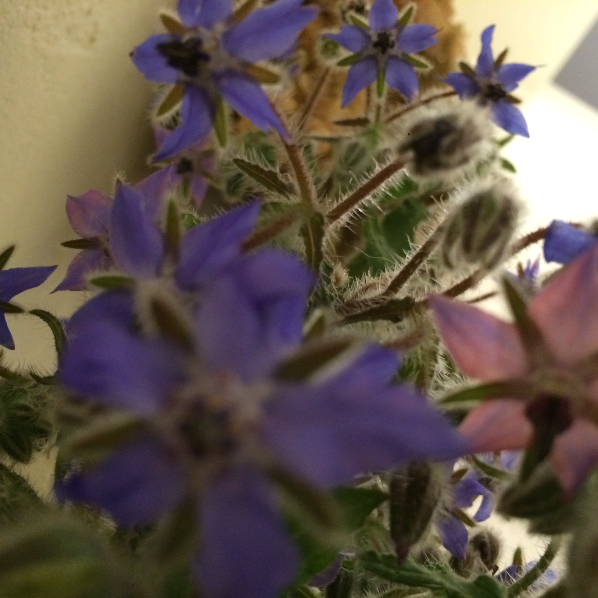 発酵食堂カモシカ カモシカの草花 ボリジ クワガタ農園さんから ボリジは植物 界の抗生物質的な役割がある花だそうで ブルーベリーの木の下などに植えるとミツバチを呼び受粉を促してくれるそうです また ボリジの葉や花には私たちの気分を高揚